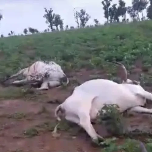 Shock in FCT as 42 Cows Die After Grazing, Owner Hospitalised