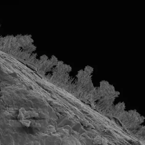 The Great Lakes Are Hiding a Secret Underworld of Tardigrades and Rock-Eating Fungi