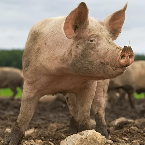Leadway raises alarm over African swine fever, urges farmers to strengthen biosecurity
