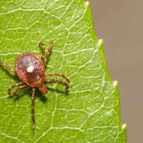 A Rare and Deadly Tick Virus With No Cure Has Taken Hold in New York