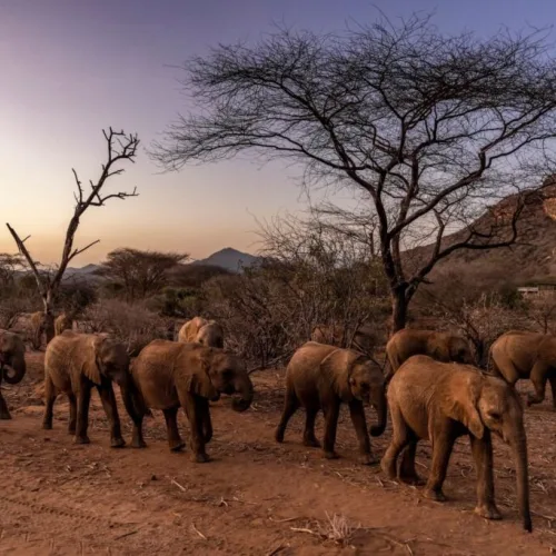 Authorities Investigating Mysterious Deaths of 15 Elephants at Kenyan National Park
