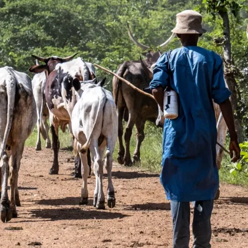 27 farmer-herder conflict alerts recorded in Katsina, Zamfara – Report