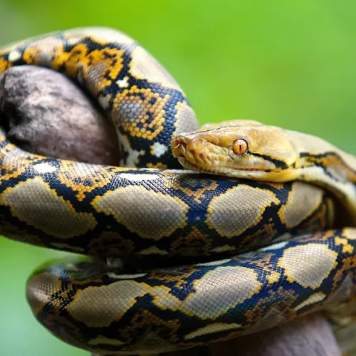 Kano wildlife agency moves to recover python found in residential area