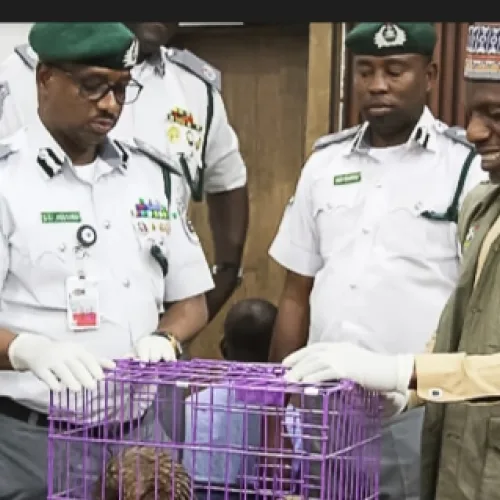 FG raises alarm over rising illegal wildlife trade in Nigeria