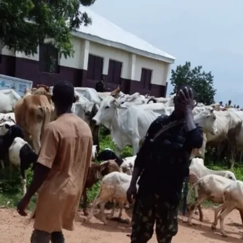 Troops rescue 14 kidnapped victims, recover 281 rustled livestock in Sokoto