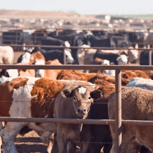 Kogi L-PRES opens bids for the Construction Works Phase 2 at Osara Livestock Service Centre (LSC), Osara, Kogi