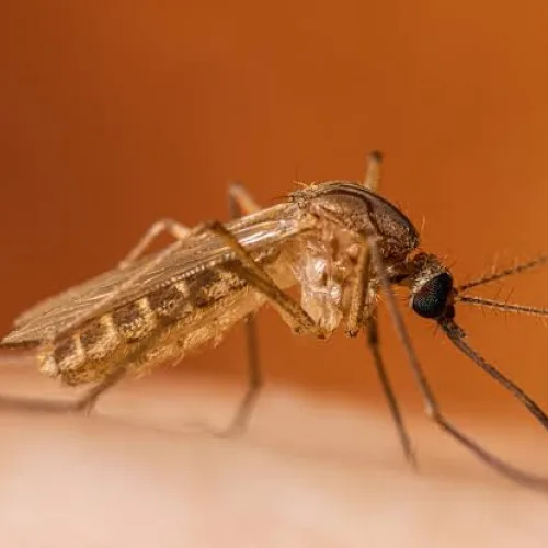 Greece reports 65 West Nile virus cases, 6 deaths