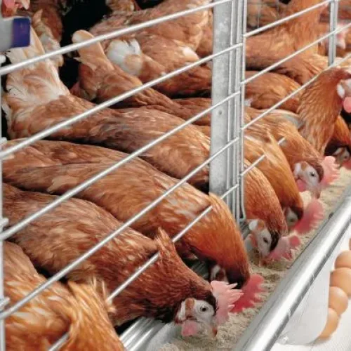 Lagos poultry farmers seek egg powder factory to cut losses