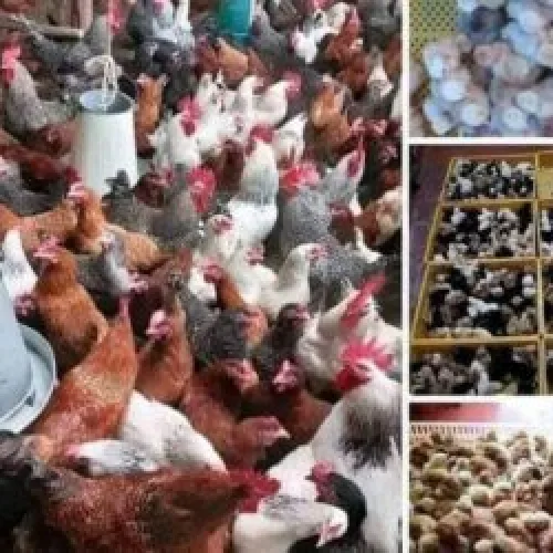 Cross River, FG partner to boost livestock exports, commission control post 