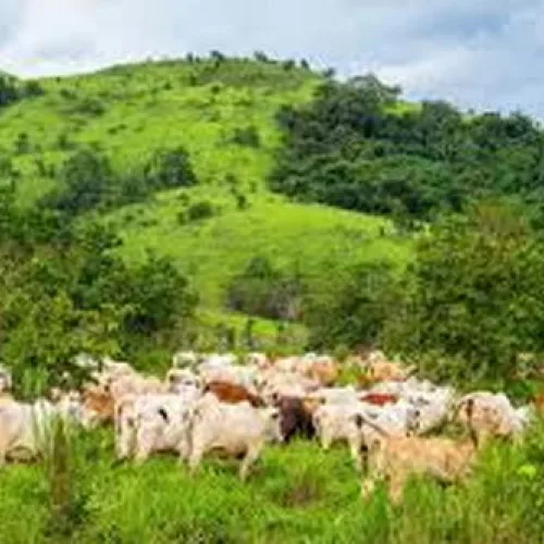 Abeokuta North enacts anti-open grazing law, commissions projects