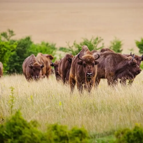 Europe in flames: How bison, wild horses reduce risk of wildfires in extreme weather landscapes