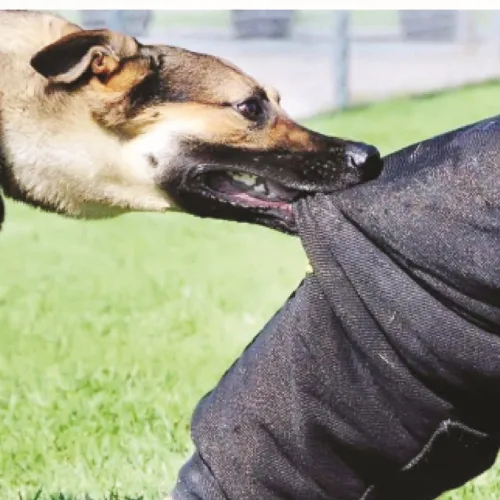 Bitten by a dog