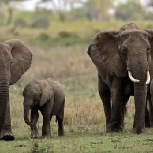 Nigeria’s 400 remaining elephants face fight for survival — Conservationists
