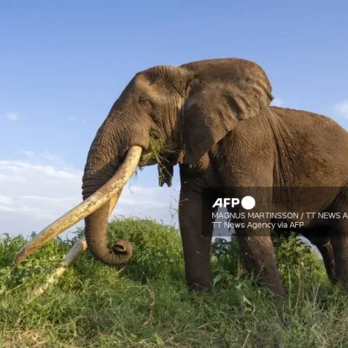 Nigeria’s remaining 400 elephants face fight for survival — Conservationists