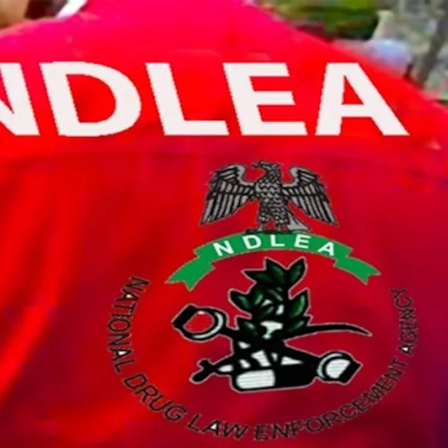 NDLEA, army seize 604.5kg cannabis, hunt suspected drug kingpin