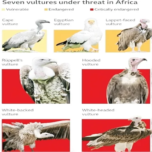 Vultures are disappearing in Nigeria, but the ‘Vulture King’ is fighting to reverse the trend
