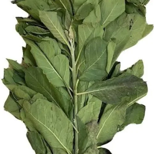 Bitter Leaf: From Nigerian kitchen staple to potential pharmaceutical product