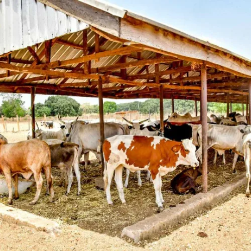 Benue groups reject federal ranching pilot
