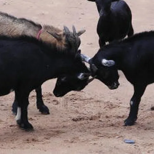 54-yr-old steals 5 goats; ‘I’m not guilty,’ he tells court