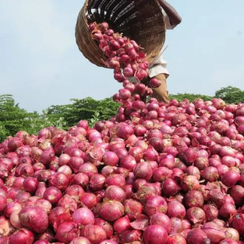 NOPPMAN lifts suspension on onion exports to Ghana