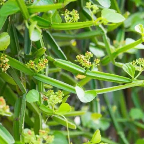 Scientists confirm traditional African plant that fights worm infections safely