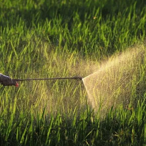 Common pesticides alter timing of girls’ puberty — Study