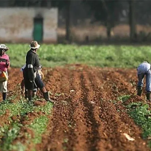 How to apply for FG’s Northern Nigeria agric programme jobs