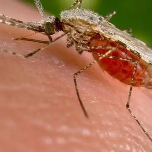 95.3% of West African stakeholders support technology-driven malaria control