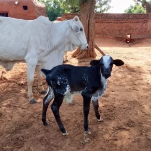 L-PRES records first Girolando calf delivery in Sokoto 