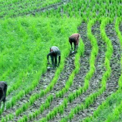 Africa’s Great Green Wall restores over 20m hectares, says UN deputy chief 