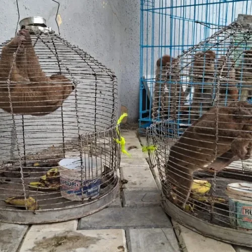 Customs intercept trafficked wildlife, arrests three in Kano