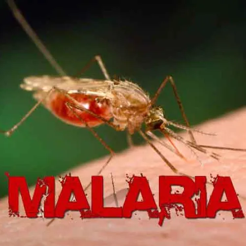 German authorities monitor airport malaria outbreak after two deaths